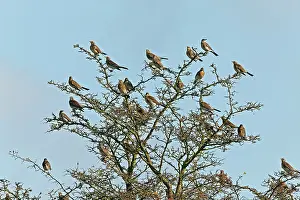 Fieldfares: Fieldfare - flock perched on Hawthorn bush