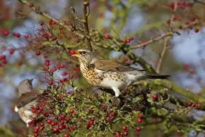 Hawthorns: Fieldfare - with food in beak on Hawthorn bush