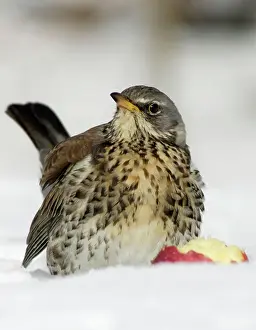 Fieldfares: Fieldfare - In garden, feeding on apple in winter