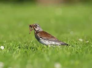 Duncan Usher: Fieldfare on a garden lawn, parent bird with worms in its beak