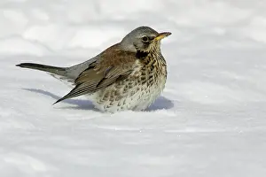 Fieldfares: Fieldfare - In garden, searching for food in winter