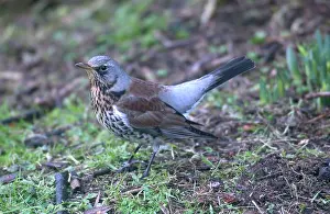 Fieldfares: Fieldfare - on ground in Winter