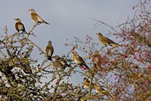 Fieldfare: Fieldfare - group perched and on alert in Hawthorn bush