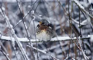Fieldfares: Fieldfare - in January snow