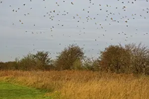 Fieldfares: Fieldfare - mass flock flying over hawthorn hedge