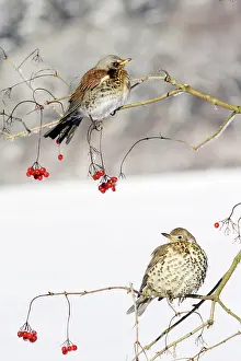 Fieldfares: Fieldfare - With Mistle Thrush (Turdus viscivorus)