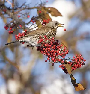 Fieldfares: Fieldfare perched on branch feeding on red berries