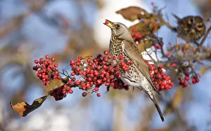 Fieldfares: Fieldfare perched on branch feeding on red berries