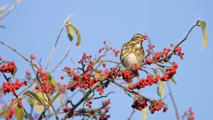 Fieldfares: Fieldfare - perched on branch feeding on red berries