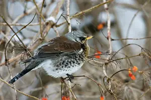 Fieldfares: Fieldfare - perched in gelder rose bush, winter time