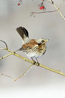 Fieldfares: Fieldfare - perched in Guelder Rose bush, winter