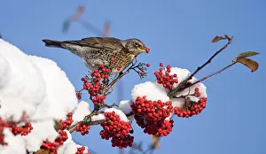 Fieldfares: Fieldfare perched on snow covered tree feeding