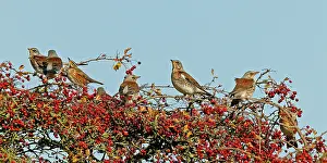 Fieldfare: Fieldfare & Redwing (Turdus iliacus) - perched