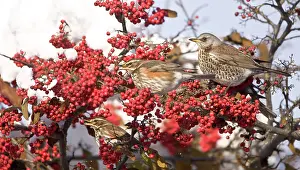 Fieldfares: Fieldfare and Redwings (Turdus iliacus) perched