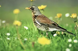 Fieldfares: FIELDFARE - Searching for food on lawn