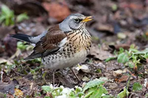 Fieldfares: Fieldfare - single adult perching on ground