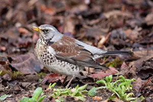 Fieldfares: Fieldfare - Single adult perching on ground