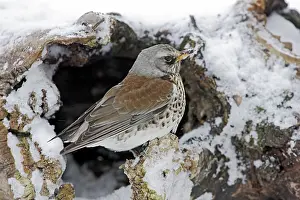 Fieldfares: Fieldfare - in snow