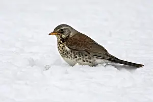 Fieldfares: Fieldfare - in snow