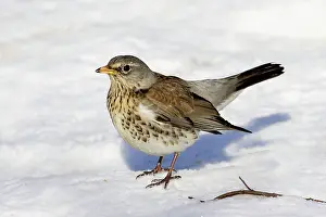Fieldfares: Fieldfare - in snow
