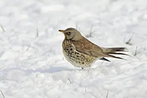 Fieldfares: Fieldfare - in snow