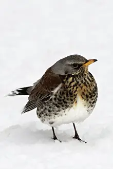 Fieldfares: Fieldfare - in snow