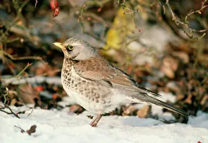 Fieldfares: FIELDFARE - in snow