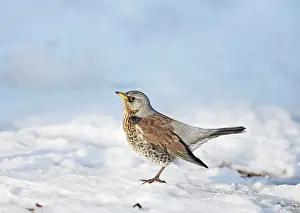 Turdus: Fieldfare - in snow