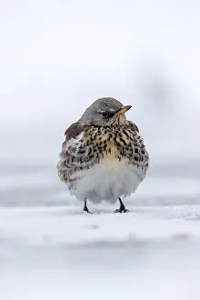 Fieldfare: Fieldfare - in Snow - Cornwall - UK