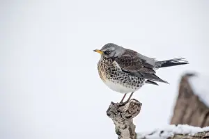 Fieldfare: Fieldfare - in Snow - Cornwall - UK