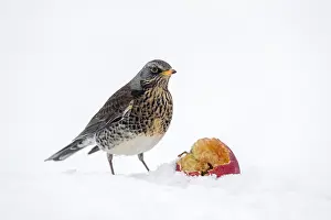 Fieldfare: Fieldfare - in Snow - Cornwall - UK