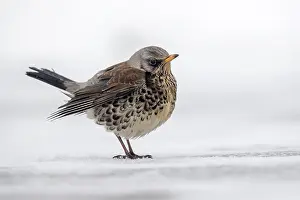 Fieldfare: Fieldfare - in Snow - Cornwall - UK