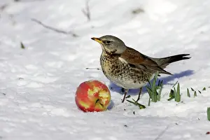 Fieldfares: Fieldfare - in snow feeding on apple