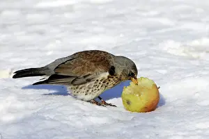 Fieldfares: Fieldfare - in snow feeding on apple