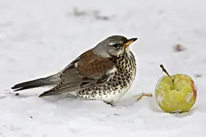 Fieldfares: Fieldfare - in snow feeding on apple