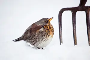 Forks: Fieldfare - in snow - with garden fork - winter