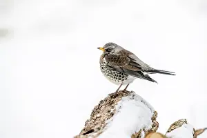 Speckled: Fieldfare - In Snow - UK