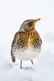 Fieldfares: Fieldfare in the Snow - Winter