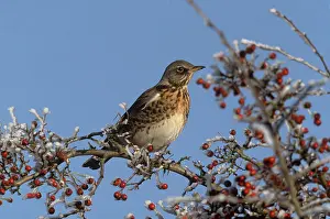 Fieldfare: FIELDFARE - in tree with berries