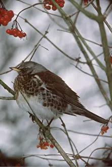 Fieldfare: FIELDFARE - in tree with berries