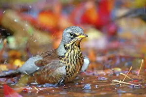 Fieldfare: Fieldfare (Turdus pilaris) bathes in shallow water