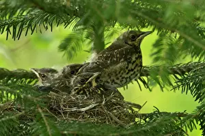 Fieldfare: Fieldfare (Turdus pilaris) chiks in nest. Kv nrkeby