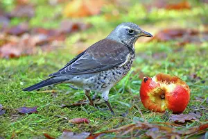 Fieldfare: Fieldfare (Turdus pilaris) eating an apple, Hesse