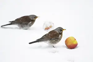 Fieldfare: Fieldfare (Turdus pilaris) feeding on apple, Germany