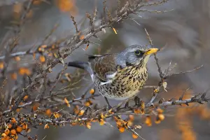 Thrush: Fieldfare (Turdus pilaris) feeding on Sea buckth