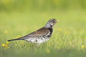 Buttercup: Fieldfare (Turdus pilaris) in grassland with Bu