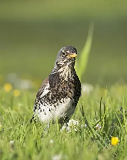 Clover: Fieldfare (Turdus pilaris) in low angle view in
