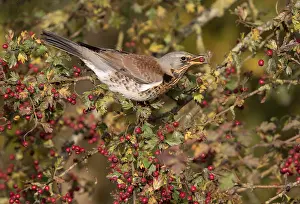 Polder: Fieldfare (Turdus pilaris) perched on a Hawthor