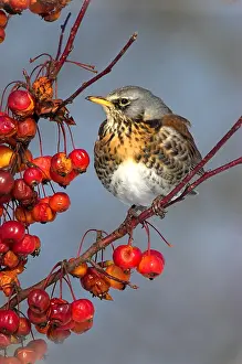 Fieldfare: Fieldfare (Turdus pilaris) at the rowan, North Rhine-Westpha