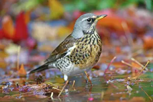 Fieldfare: Fieldfare (Turdus pilaris) standing in shallow water